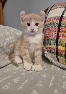 Curled Ear Polydactyl Dulled Orange Male - Photo 6