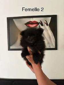 Superbes petites femelles Pomeranien - Photo 2