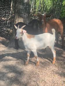 Doe & wether goats