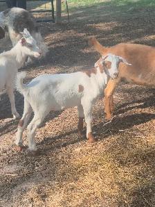 Doe & wether goats - Photo 2