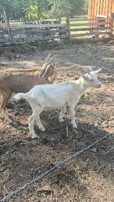 Doe & wether goats - Photo 3