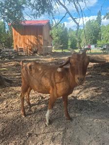 Doe & wether goats - Photo 4