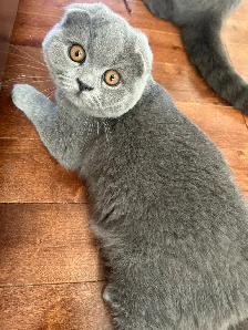 Scottish Fold and Scottish Straight kittens CCA/AFC registered