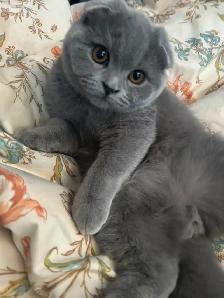 Scottish Fold and Scottish Straight kittens CCA/AFC registered - Photo 2