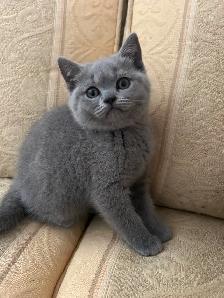 Scottish Fold and Scottish Straight kittens CCA/AFC registered - Photo 5