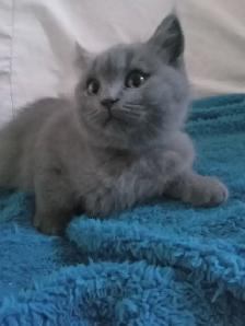 Scottish Fold and Scottish Straight kittens CCA/AFC registered - Photo 6