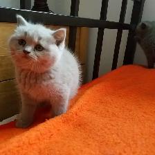 Scottish Fold and Scottish Straight kittens CCA/AFC registered - Photo 8