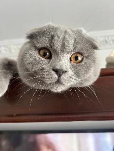 Scottish Fold and Scottish Straight kittens CCA/AFC registered - Photo 10