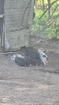 Potbelly cross piglets
