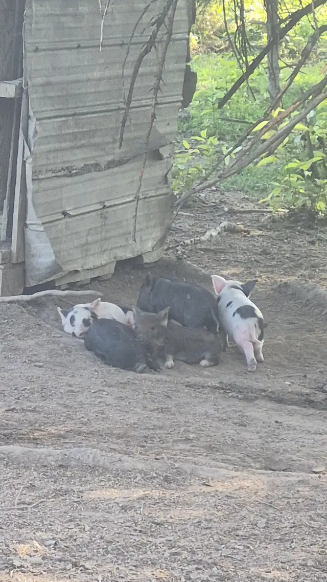 Potbelly cross piglets
