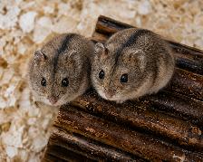 Dwarf Hamster Babies (very friendly & social)