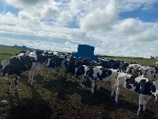 Steers for Sale