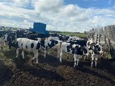 Steers for Sale - Photo 2