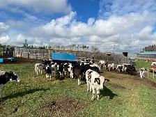 Steers for Sale - Photo 3