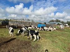 Steers for Sale - Photo 4