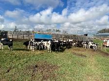 Steers for Sale - Photo 5