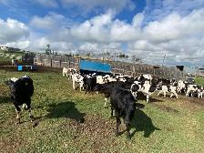 Steers for Sale - Photo 6
