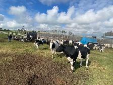 Steers for Sale - Photo 7