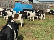 Steers for Sale - Photo 8