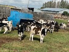 Steers for Sale - Photo 9