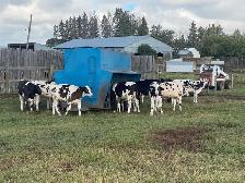 Steers for Sale - Photo 10