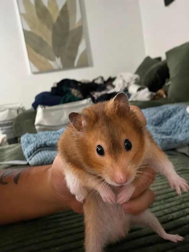 Male Syrian Hamster with Multi-Level Enclosure