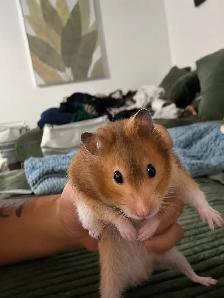 Male Syrian Hamster with Multi-Level Enclosure
