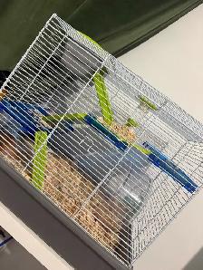 Male Syrian Hamster with Multi-Level Enclosure - Photo 2