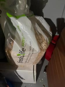Male Syrian Hamster with Multi-Level Enclosure - Photo 3