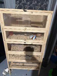 Male Syrian Hamster with Multi-Level Enclosure - Photo 4