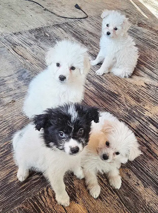 Eskipoo puppies