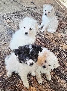 Eskipoo puppies