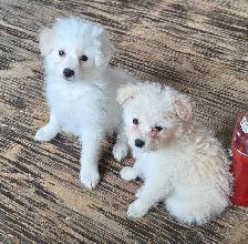 Eskipoo puppies - Photo 2