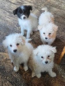 Eskipoo puppies - Photo 3