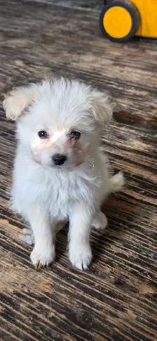 Eskipoo puppies - Photo 4