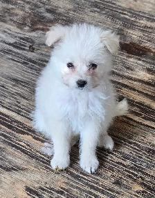Eskipoo puppies - Photo 5