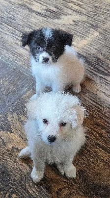 Eskipoo puppies - Photo 6
