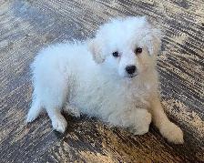Eskipoo puppies - Photo 7