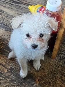 Eskipoo puppies - Photo 8