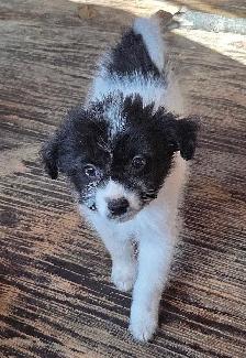 Eskipoo puppies - Photo 9
