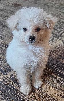 Eskipoo puppies - Photo 10