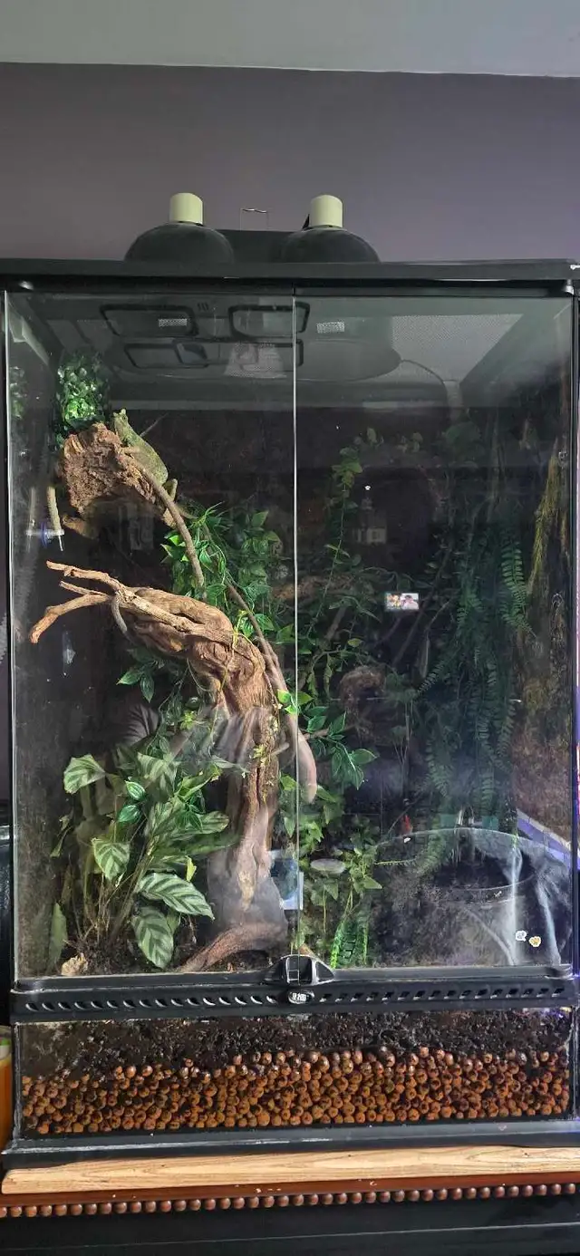 veiled chameleon and tank