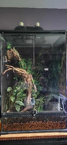 veiled chameleon and tank