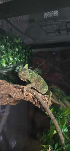 veiled chameleon and tank - Photo 2