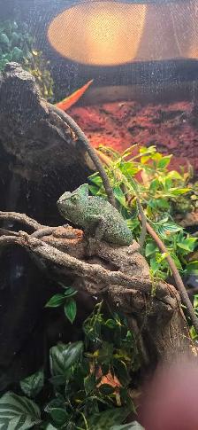veiled chameleon and tank - Photo 3
