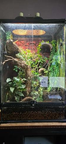 veiled chameleon and tank - Photo 4
