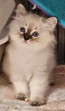 Beautiful Blue-Eyed Ragamese Kittens