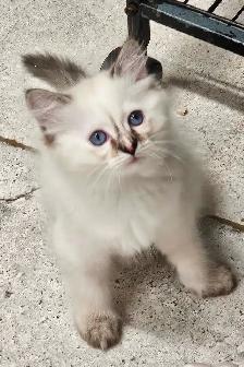 Beautiful Blue-Eyed Ragamese Kittens - Photo 2