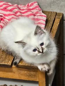Beautiful Blue-Eyed Ragamese Kittens - Photo 3