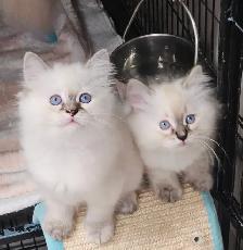 Beautiful Blue-Eyed Ragamese Kittens - Photo 4